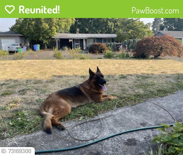 Reunited Female Dog last seen 115th and SE Pardee st, Portland, OR 97266