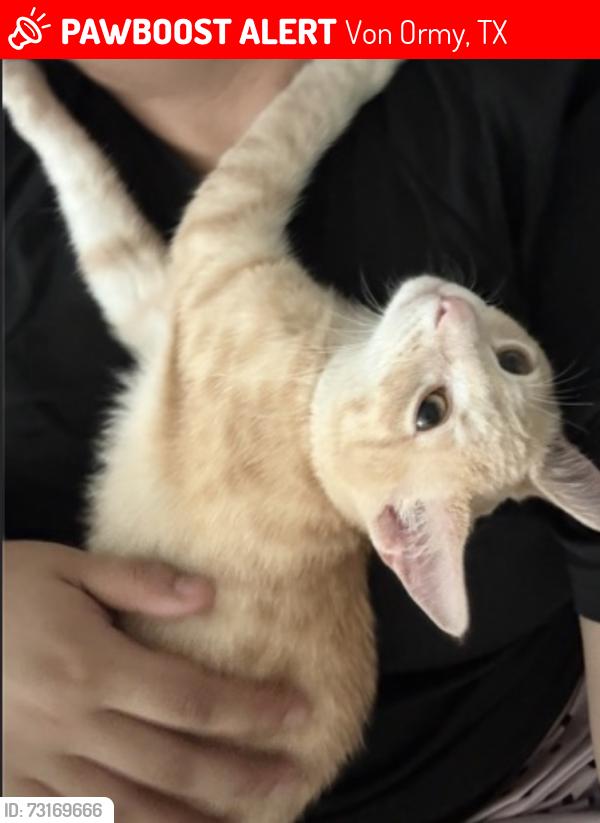 Lost Male Cat last seen Thyme garden Von ormy, Von Ormy, TX 78073