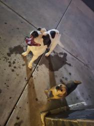 Found/Stray Male Dog last seen 48th ans warner, Phoenix, AZ 85044