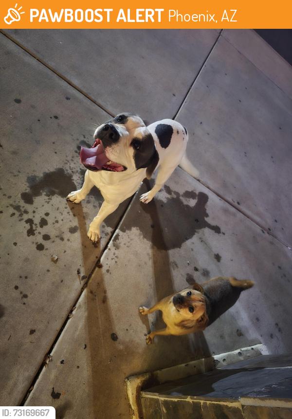 Found/Stray Male Dog last seen 48th ans warner, Phoenix, AZ 85044