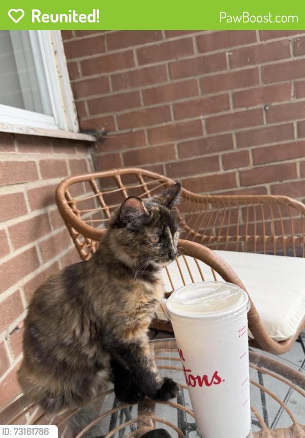 Reunited Female Cat last seen close to boul Thimens, Montréal, QC H4N 1N5