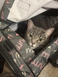 Reunited Female Cat last seen International blvd, Oakland, CA 94603