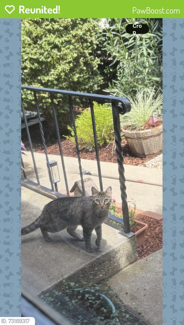 Reunited Female Cat last seen Hillmont and Linden, Auburn, CA 95603