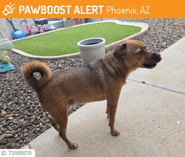Found/Stray Male Dog last seen 48th and warner, Phoenix, AZ 85044