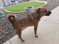 Found/Stray Male Dog last seen 48th and warner, Phoenix, AZ 85044