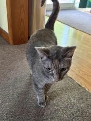 Lost Female Cat last seen Covenant hosp , Michigan Ave , N Harrison St, Saginaw, MI 48602