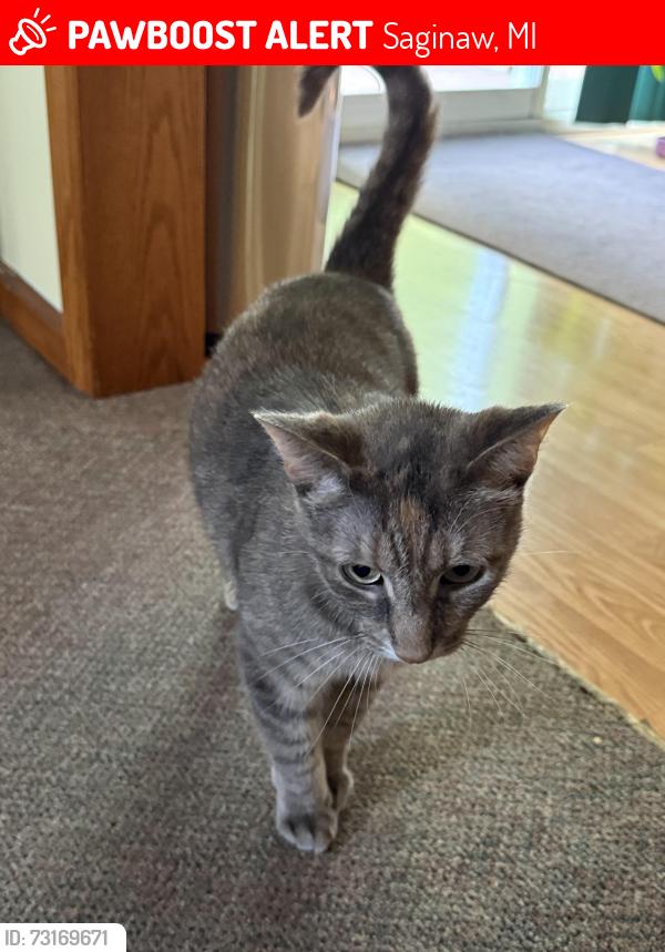 Lost Female Cat last seen Covenant hosp , Michigan Ave , N Harrison St, Saginaw, MI 48602