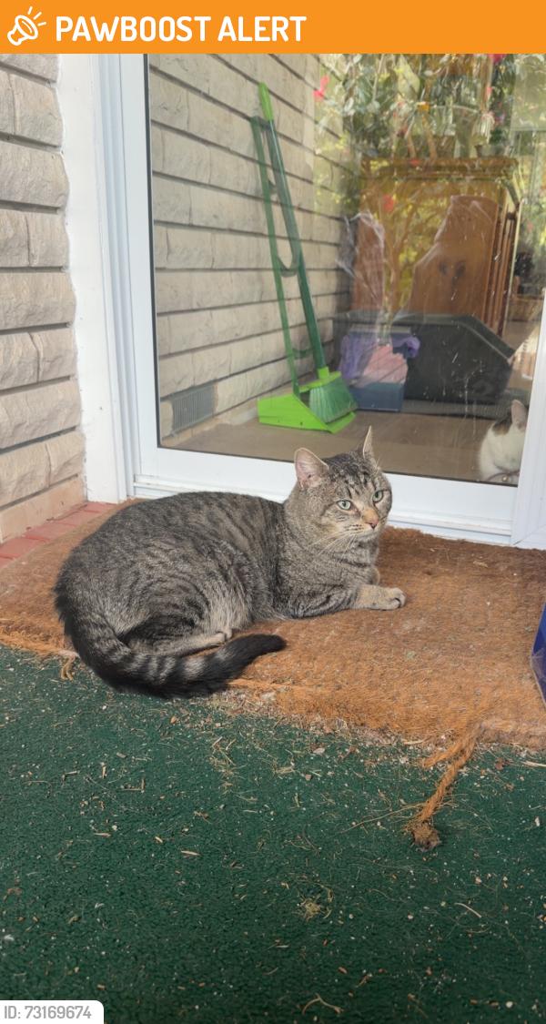 Found/Stray Male Cat last seen Fox road Narre Warren north, Narre Warren North, VIC 3804
