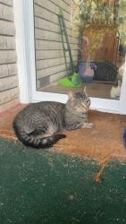 Found/Stray Male Cat last seen Fox road Narre Warren north, Narre Warren North, VIC 3804