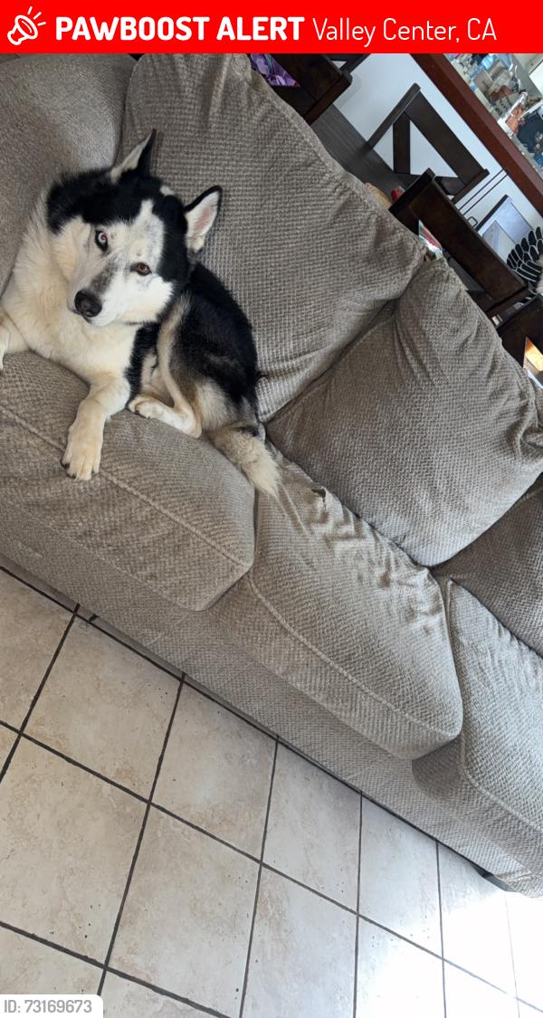 Lost Male Dog last seen Cole Grade Rd, Valley Center, CA 92082