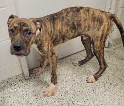 Shelter Stray Male Dog last seen 46th & NE Winn Rd, KCMO, 64117, 64117, MO, 7077 Elmwood Ave, Kansas City, MO 64132, USA