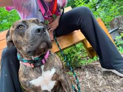 Shelter Stray Male Dog last seen McComas, 21230, MD, 2490 Giles Rd, Baltimore, MD 21225, USA