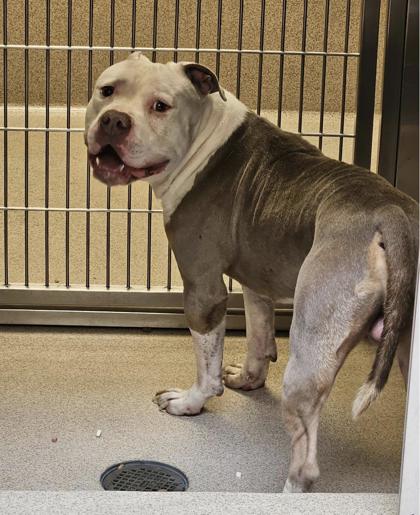 Shelter Stray Male Dog last seen Near Baldwin st (found on East bay spca's campus), Oakland, CA, 1101 29th Ave, Oakland, CA 94601, USA