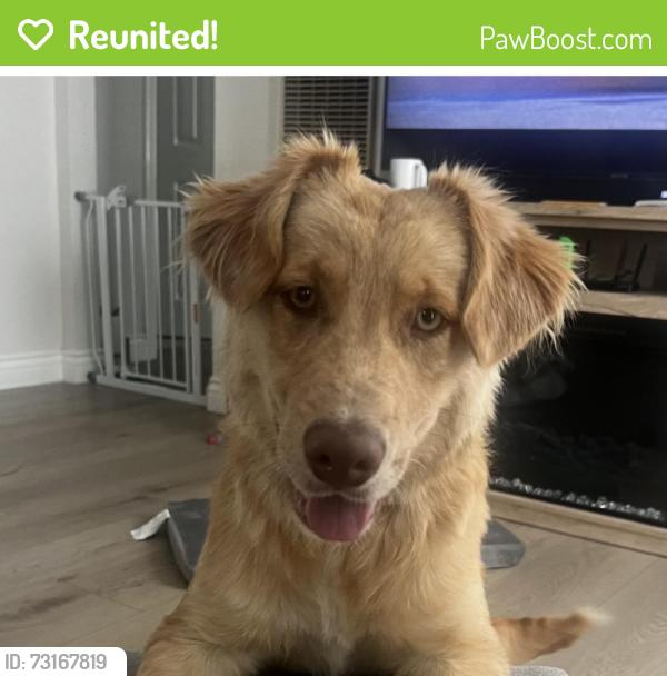Reunited Male Dog last seen Brea blvd and elm st, Brea, CA 92821