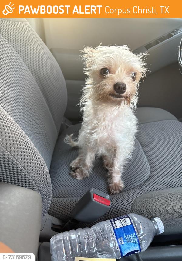 Found/Stray Unknown Dog last seen Limerick and Everhart, Corpus Christi, TX 78413