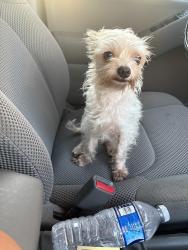 Found/Stray Unknown Dog last seen Limerick and Everhart, Corpus Christi, TX 78413