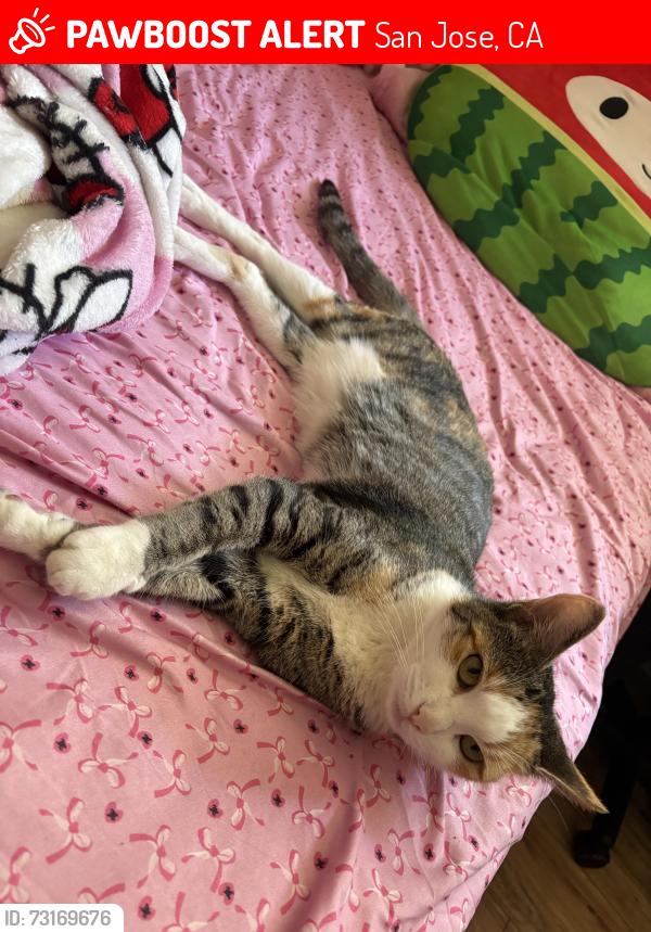 Lost Female Cat last seen Rocket ship Mosaic Owsley Ave and Lucretia, San Jose, CA 95122
