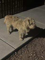 Found/Stray Unknown Dog last seen 22nd street and 8th avenue, Tucson, AZ 85713