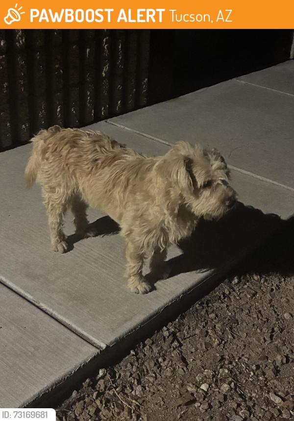 Found/Stray Unknown Dog last seen 22nd street and 8th avenue, Tucson, AZ 85713