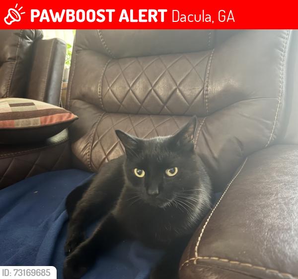 Lost Male Cat last seen Brookton ln Dacula Ga, Dacula, GA 30019