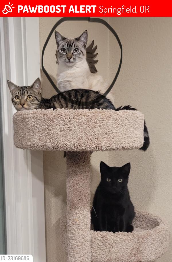 Lost Male Cat last seen 39th and E. st, Springfield, OR 97478