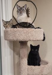 Lost Male Cat last seen 39th and E. st, Springfield, OR 97478