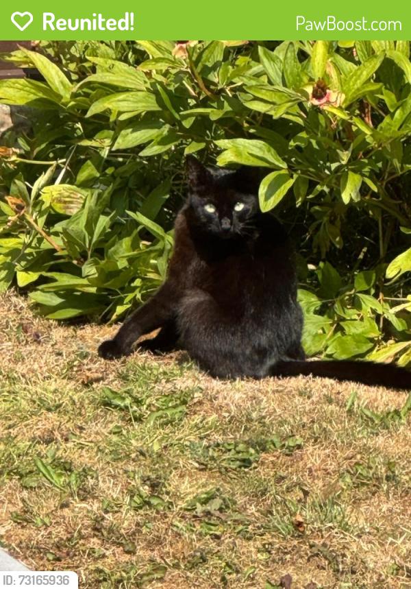 Reunited Unknown Cat last seen L31, , England L31
