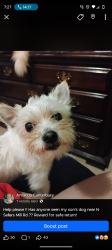 Lost Male Dog last seen Morningside dr, Burlington, NC 27217