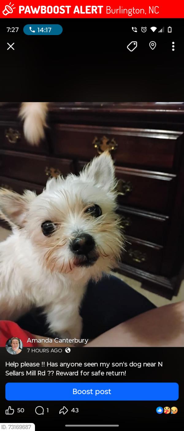 Lost Male Dog last seen Morningside dr, Burlington, NC 27217