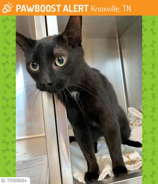 Found/Stray Unknown Cat last seen Near central avenue pike, Knoxville, TN 37912