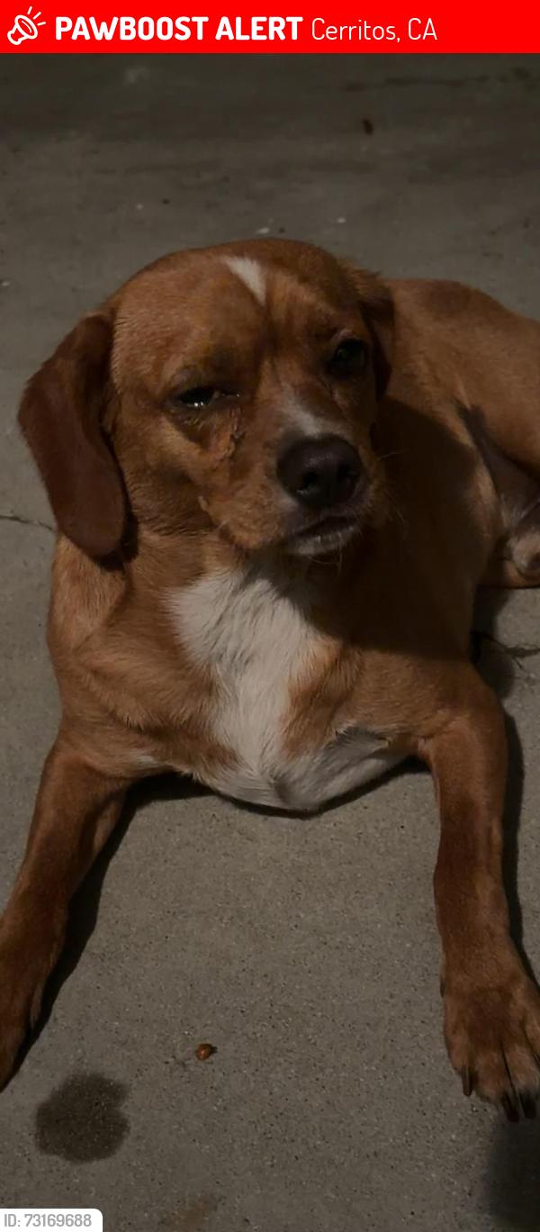 Lost Male Dog last seen Cerritos, Cerritos, CA 90703