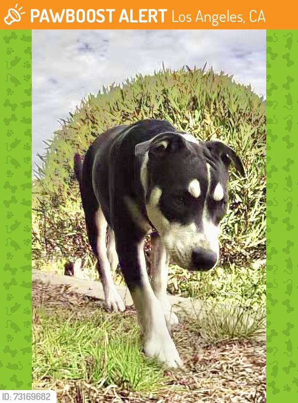 Found/Stray Unknown Dog last seen Upper Charmel Lane, Los Angeles, CA 90272