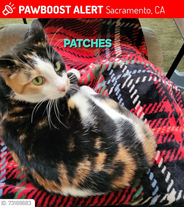 Lost Female Cat last seen La Riviera Dr. and Occidental Dr., Sacramento, CA 95826