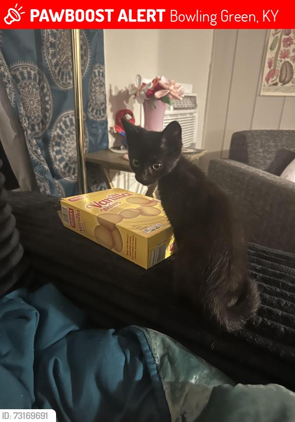 Lost Male Cat last seen Bowling Green HighSchool, Casey’s , Menards, Bowling Green, KY 42104
