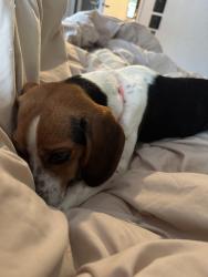 Lost Female Dog last seen Colorado st, Longview, WA 98632