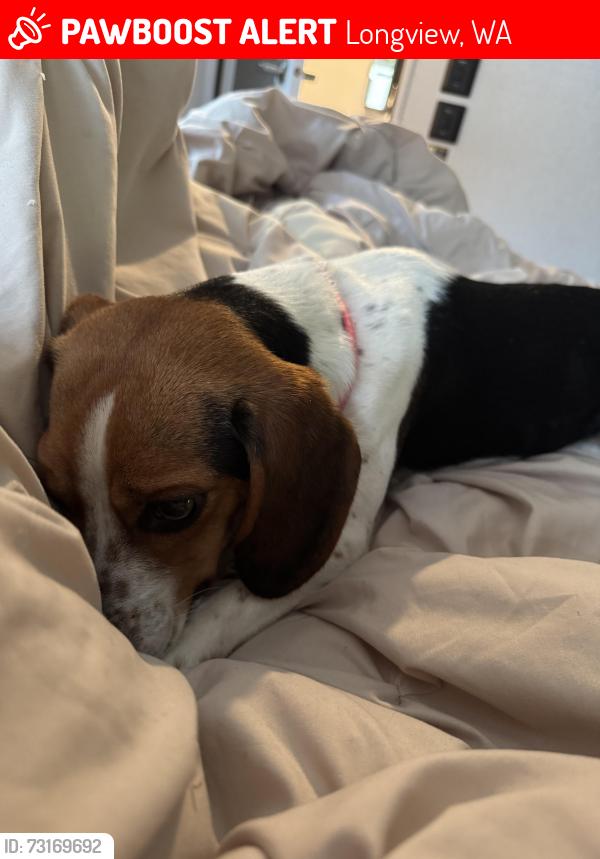Lost Female Dog last seen Colorado st, Longview, WA 98632