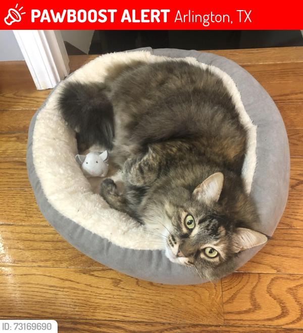 Lost Female Cat last seen Bowen vs Winewood, Arlington, TX 76013