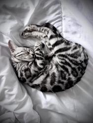 Reunited Female Cat last seen Oaklands Road, Salford, Lower Kersal, England 