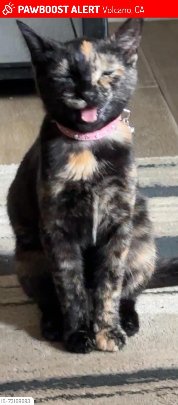 Lost Female Cat last seen Shakeridge, firehouse area, Volcano, CA 95689