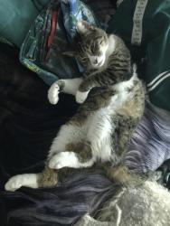 Lost Female Cat last seen California, e, wildwood, Yucaipa, CA 92399