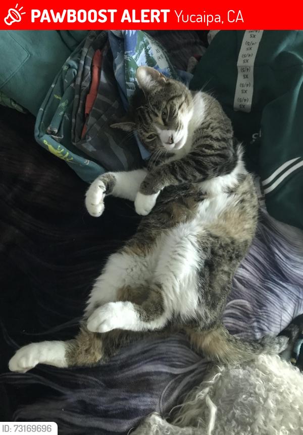 Lost Female Cat last seen California, e, wildwood, Yucaipa, CA 92399
