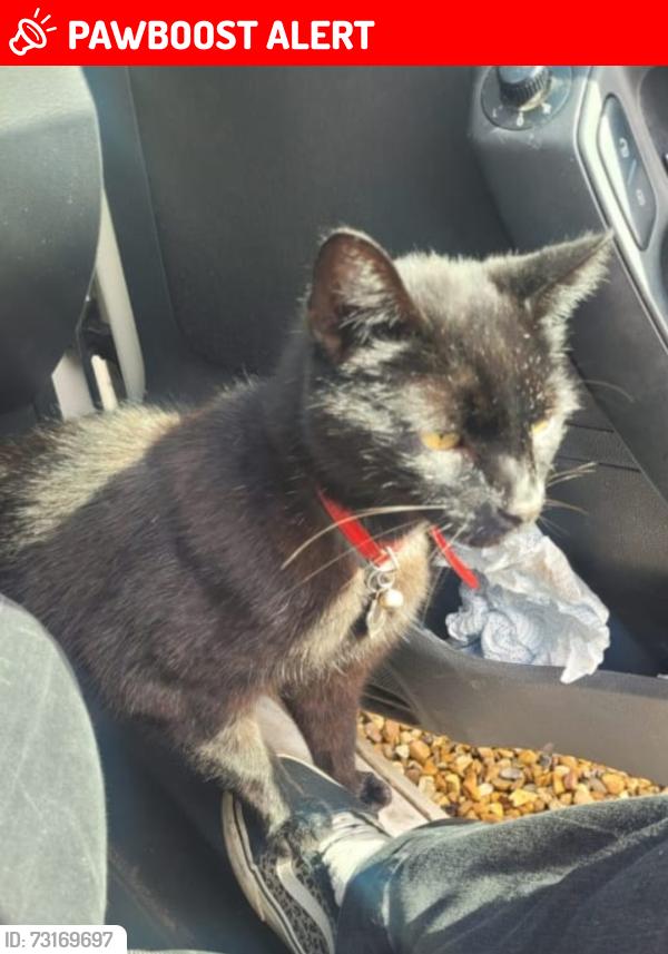 Lost Male Cat last seen Near Edenfield Road, Mobberley, England WA16 7EE