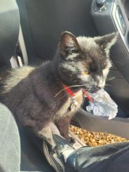 Lost Male Cat last seen Near Edenfield Road, Mobberley, England WA16 7EE