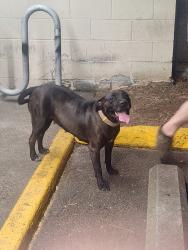Reunited Female Dog last seen SE Woodstock Blvd & SE 55th Ave, Portland, OR 97206, USA, Portland, OR 97206