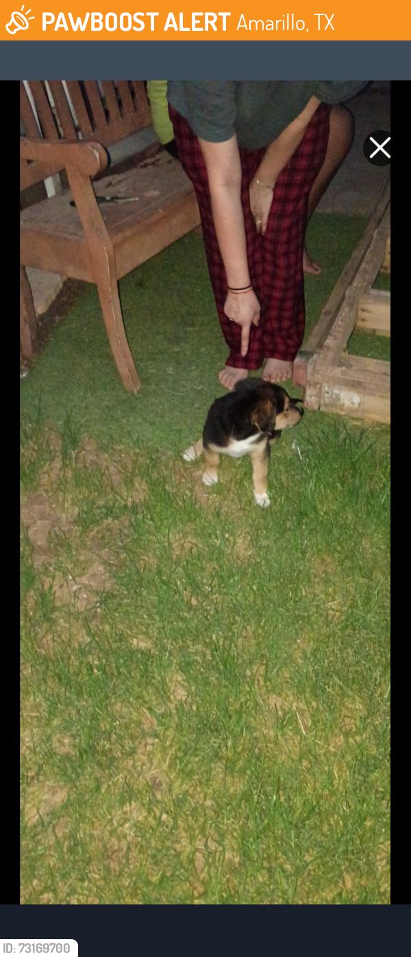Found/Stray Male Dog last seen Brown street, Amarillo, TX 79108
