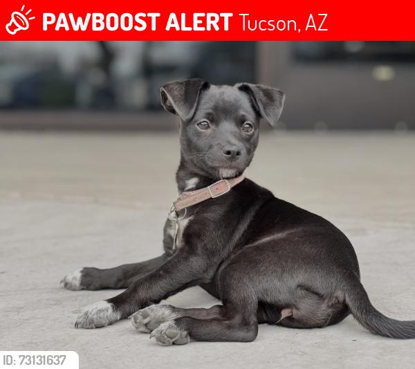 Lost Female Dog last seen 22nd and Kolb near goodwill, Tucson, AZ 85710