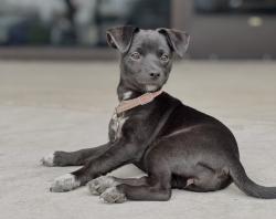 Lost Female Dog last seen 22nd and Kolb near goodwill, Tucson, AZ 85710