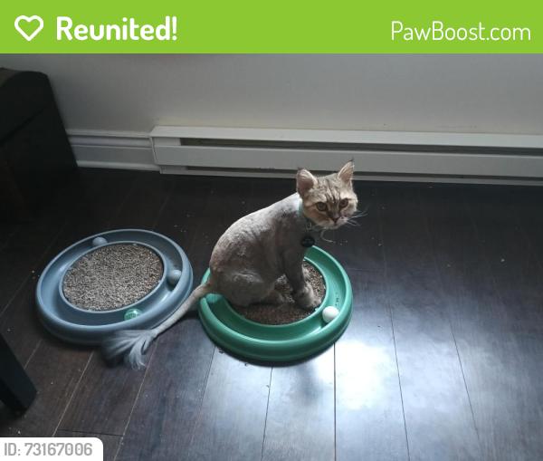 Reunited Male Cat last seen Barnett street Between lake and roger pilon, Dollard-des-Ormeaux, QC H9G 3C7