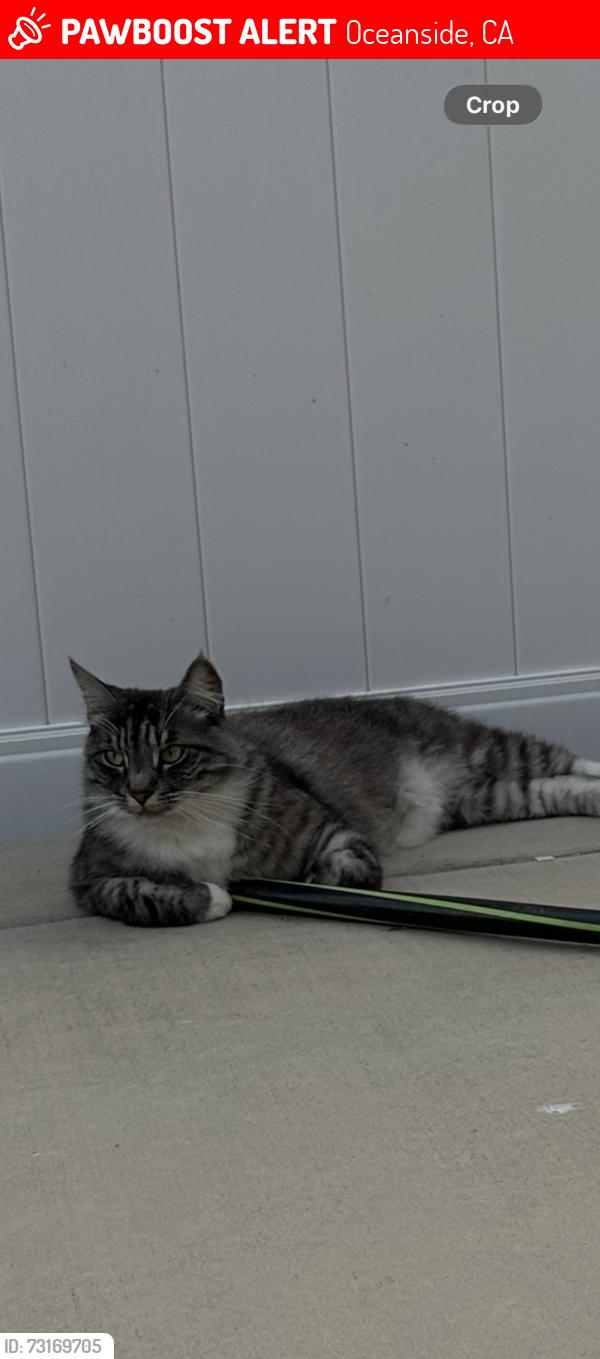 Lost Male Cat last seen Carolyn Cir and Mission Ave, Oceanside, CA 92054