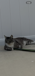 Lost Male Cat last seen Carolyn Cir and Mission Ave, Oceanside, CA 92054